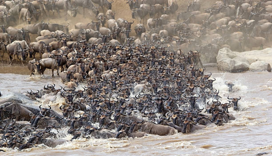 Best 7 Days Serengeti Migration Safari 