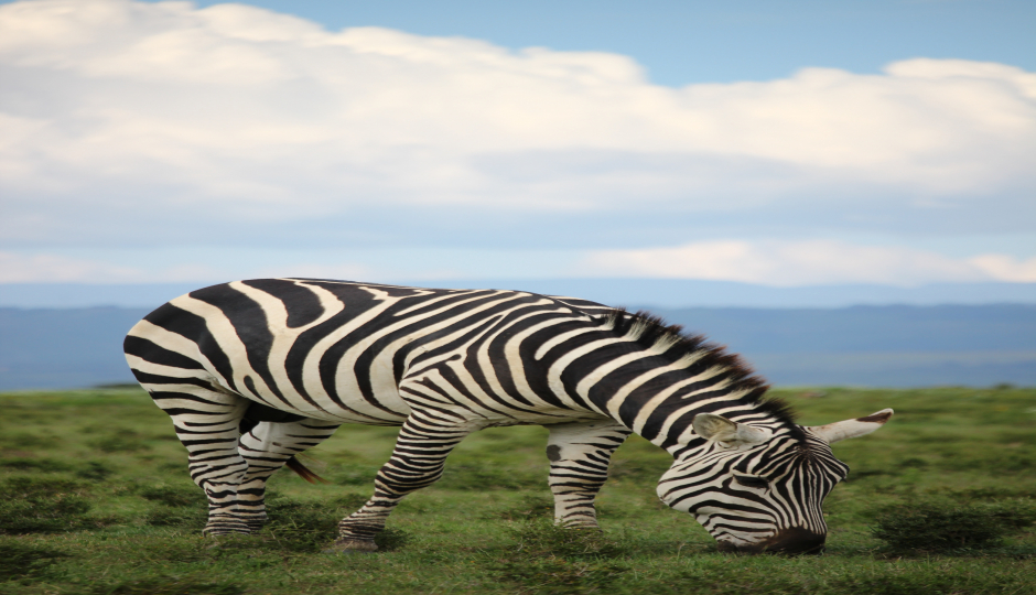 Slides Images for  5 Days Ndutu Area Serengeti Migration 