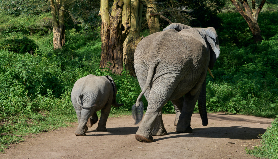 Best 7-day Serengeti Safari 