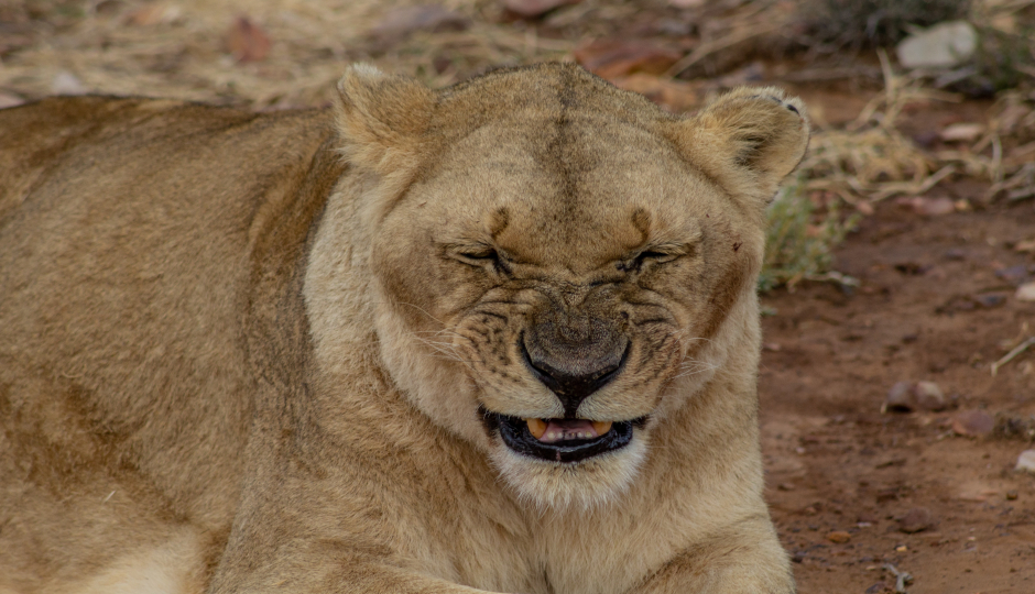 6 Days Tanzania Serengeti Migration