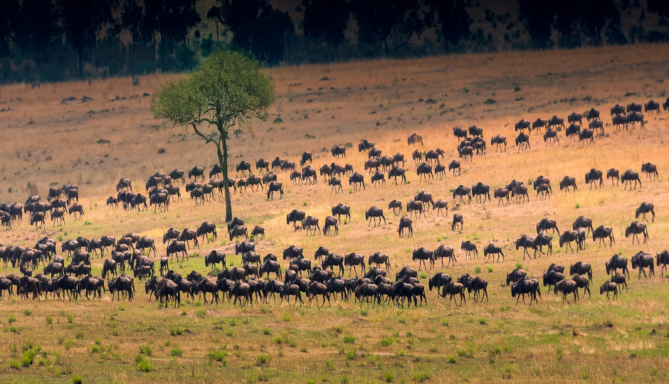 Slides Images for 4 Days Serengeti Migration Safari 