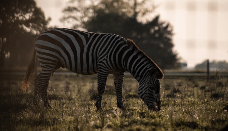 Slides Images for 5 Days Serengeti Migration 