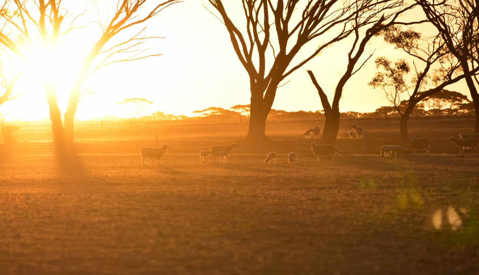 Slides Images for 4 Days  Serengeti Migration Safari