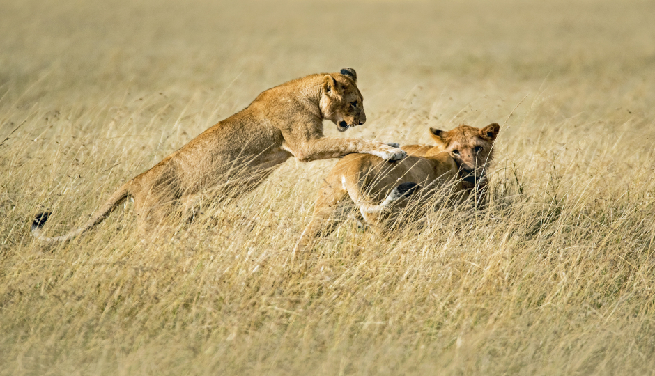 3 Days Tanzania Serengeti Migration