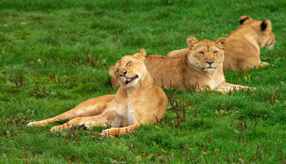 6 Days Serengeti Migration