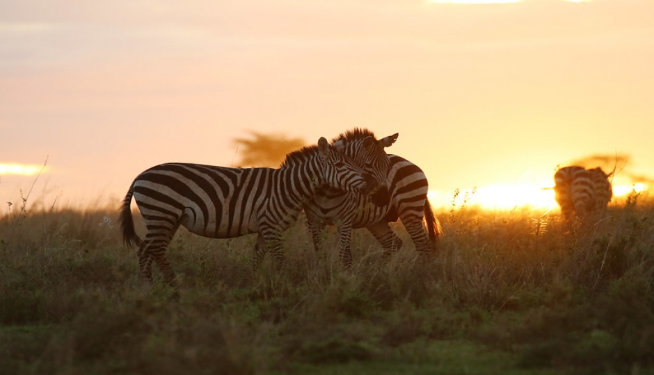 Slides Images for  6 Days Tanzania Camping Safari