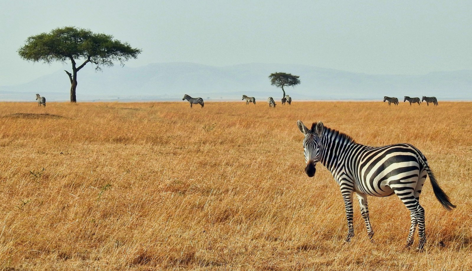 7days Tanzania Family Safari