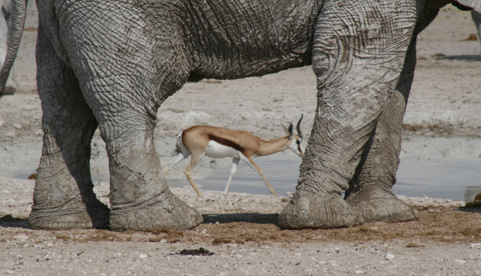 Slides Images for  3 Days Serengeti Migration 