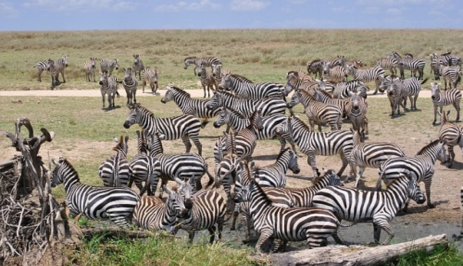 Slides Images for 5-day Serengeti Migration Safari