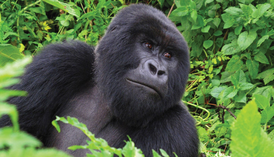 Slides Images for 3 Days Gorilla Safari In Uganda