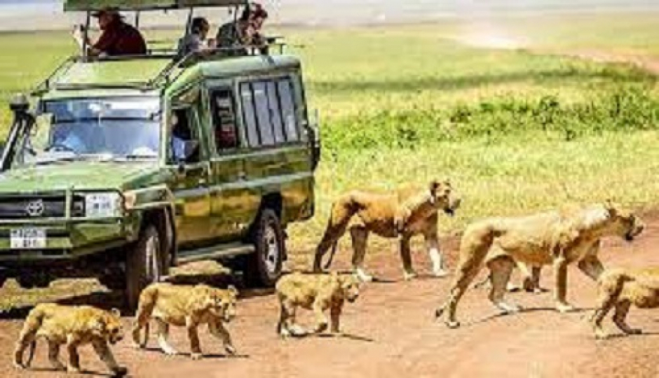 Best 1 Day Ngorongoro Crater Safari