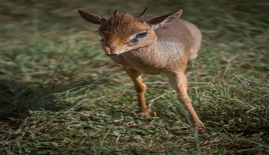 Slides Images for 4days 3night Selous Game Reserve