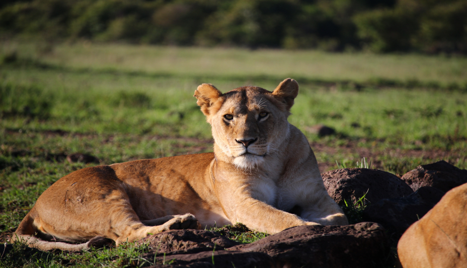 1 Day Tanzania Luxury Safari  Tour Package 