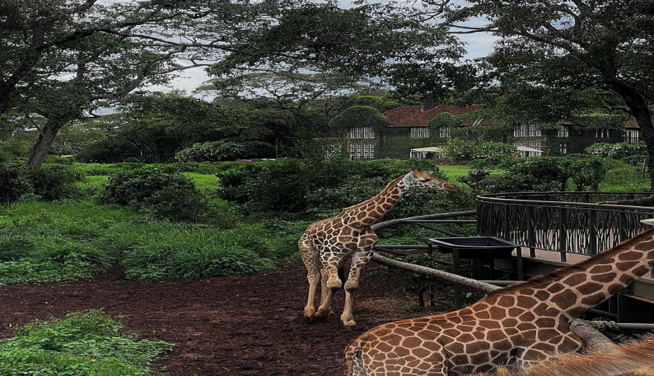 Slides Images for Nairobi National Park And Giraffe Center
