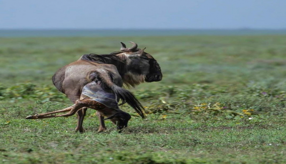 Slides Images for 3days 2night Selous Game Reserve