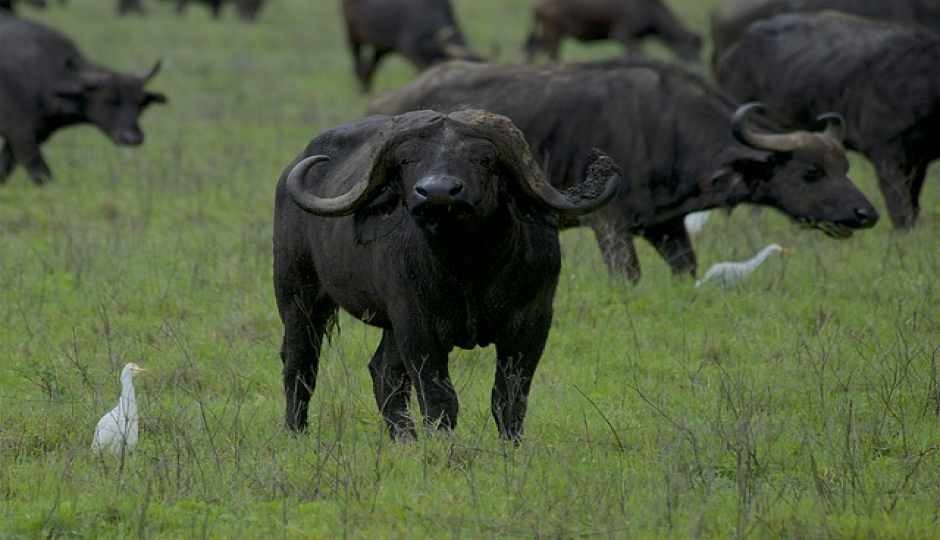 Slides Images for 7 Days Serengeti Safari