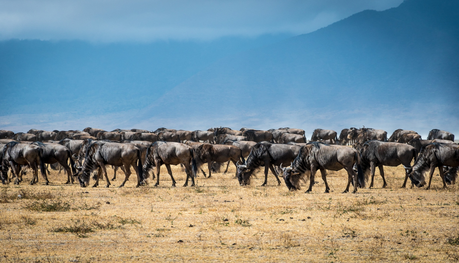 4 Days  Serengeti Migration Safari