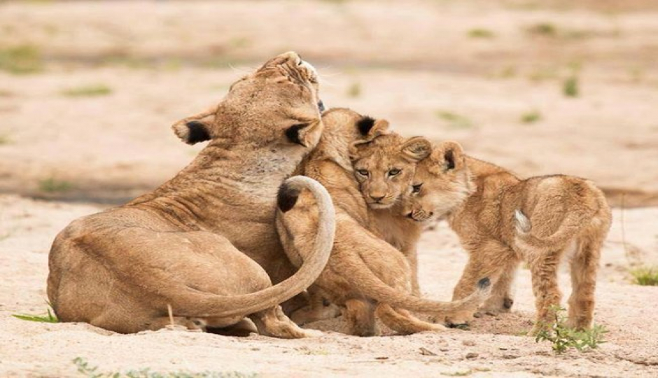 Slides Images for Discover Kenya: Amboseli And Tsavo Safari In 5 Day