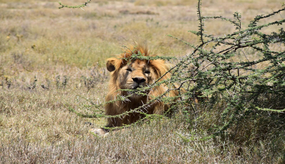 Slides Images for Best 1 Day Tanzania Safari To Ngorongoro