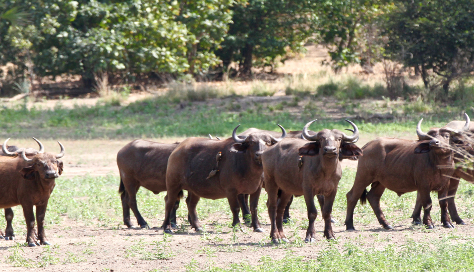 Nyerere And Mikumi National Park