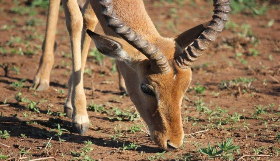 Slides Images for 6 Days  Serengeti Migration  Fly In 