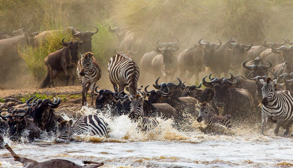 7 Days Authentic Safari In Tanzania