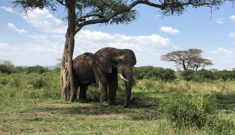 Slides Images for 5 Days Serengeti Migration Safari