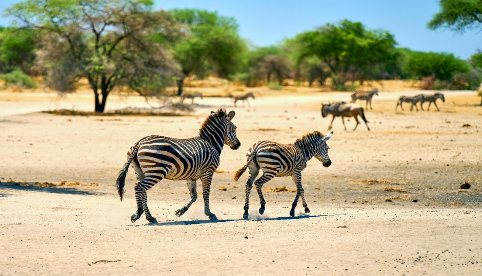 Slides Images for  4 Days Serengeti, Manyara & Ngorongoro 