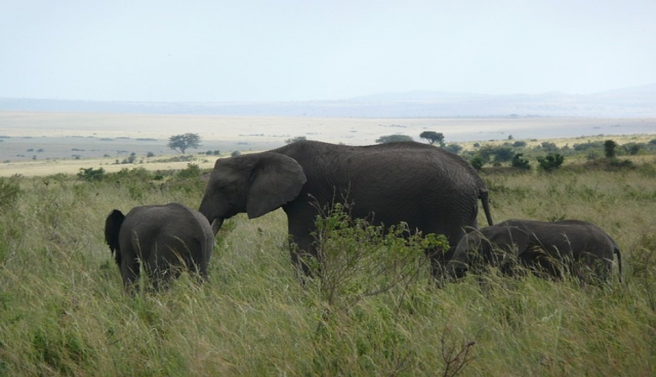 Slides Images for 2-day Tanzania Safari From Arusha