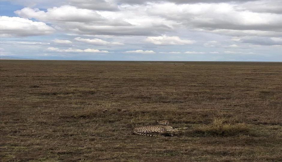  Serengeti & Lake Manyara   