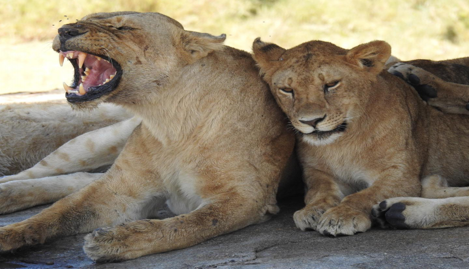 Slides Images for 5 Days Wildlife Safari