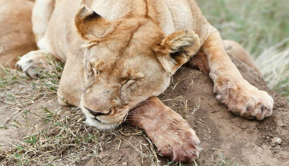 Tarangire, Serengeti & Ngorongoro Safari