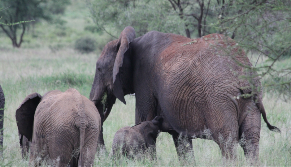 Slides Images for Best 1 Day Tarangire Safari