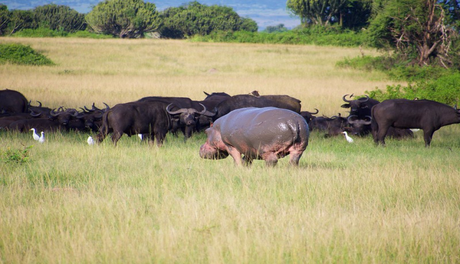 3 Days Queen Elizabeth National Park