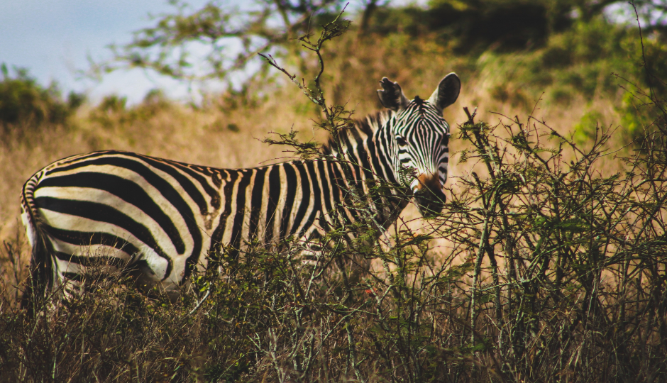 Slides Images for 4 Days Serengeti Migration 