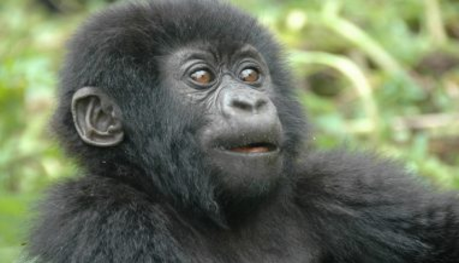 Slides Images for Ultimate Gorilla Safari To Uganda