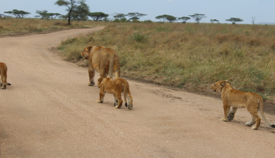 Slides Images for The Highlight Of Tanzania Safari 