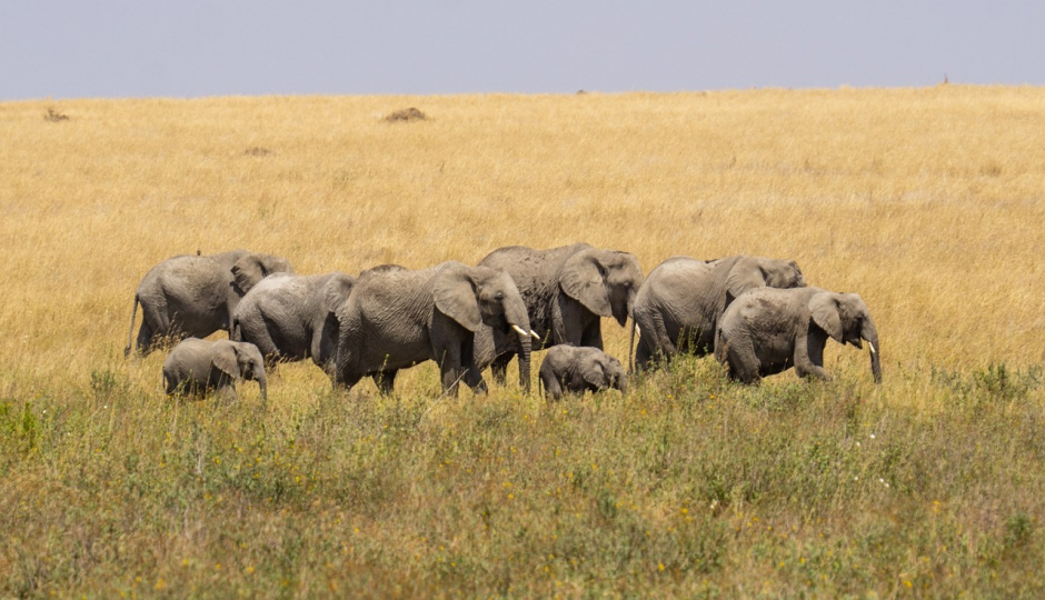 1 Day Tanzania Private Safari 2025