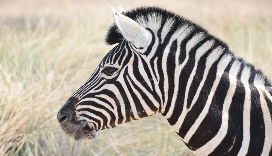  8 Days Serengeti (western Corridor)