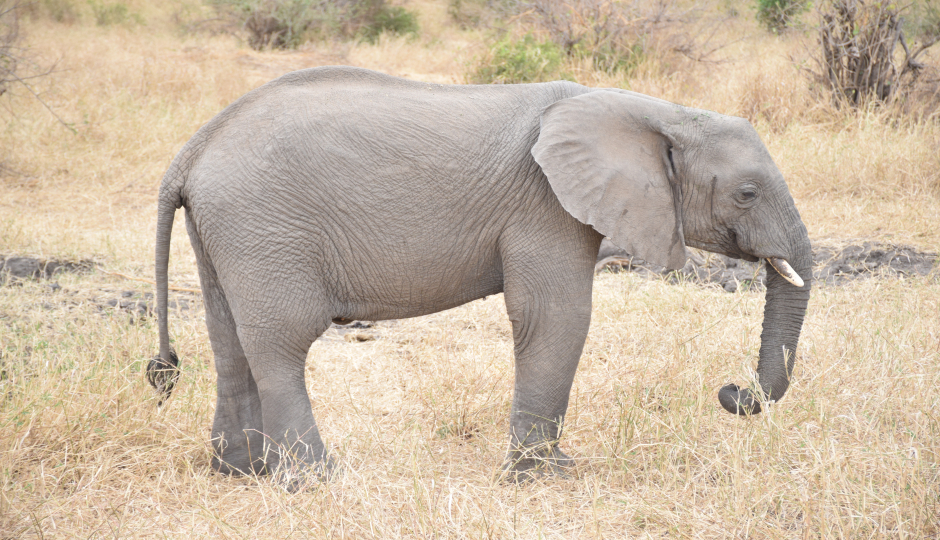 Tanzania Camping Safari 