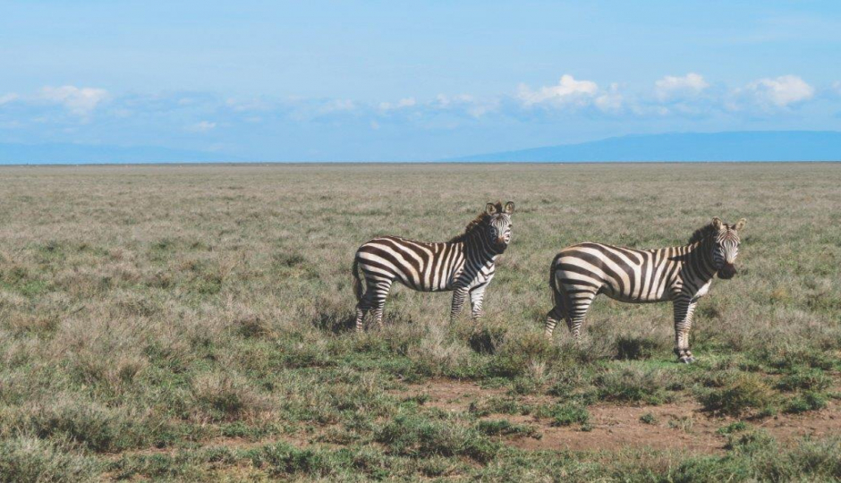 5 Days Tanzania Sharing Safari