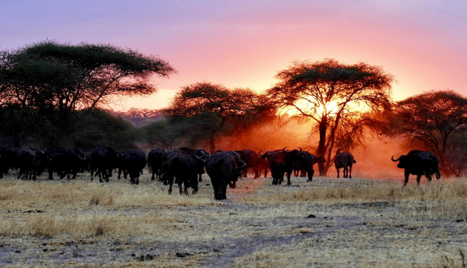 Cover Image - African Holiday Safari Ltd