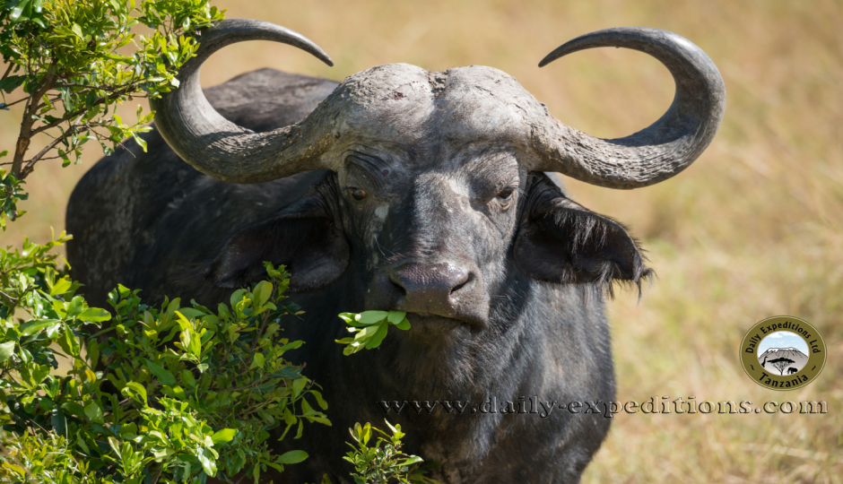 Nyerere Np, Boat Safari And Village Tour