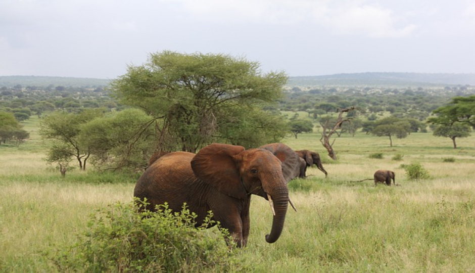 Slides Images for 3 Days Serengeti Migration Safari