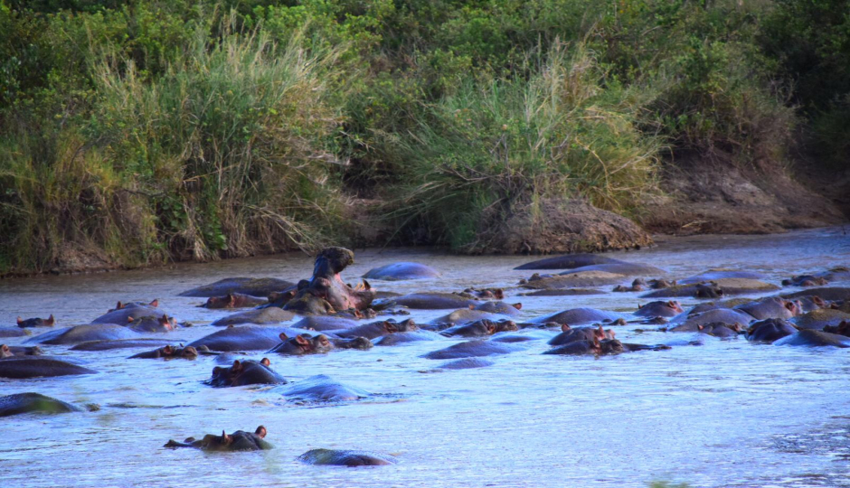 Best 1 Day Tanzania Safari To Ngorongoro