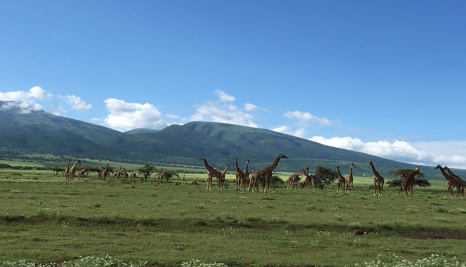 Pure Afro Safari