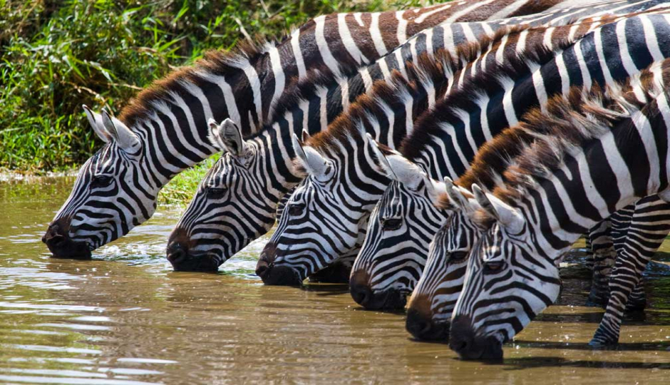 6 Days Lodge Safari