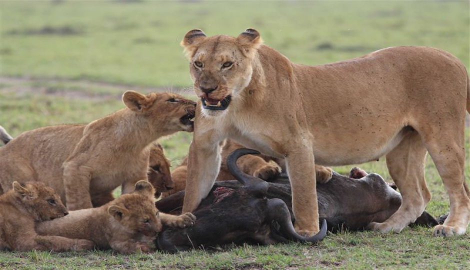 Slides Images for Wild Kenya: 4-day Safari In Samburu & Ol Pejeta