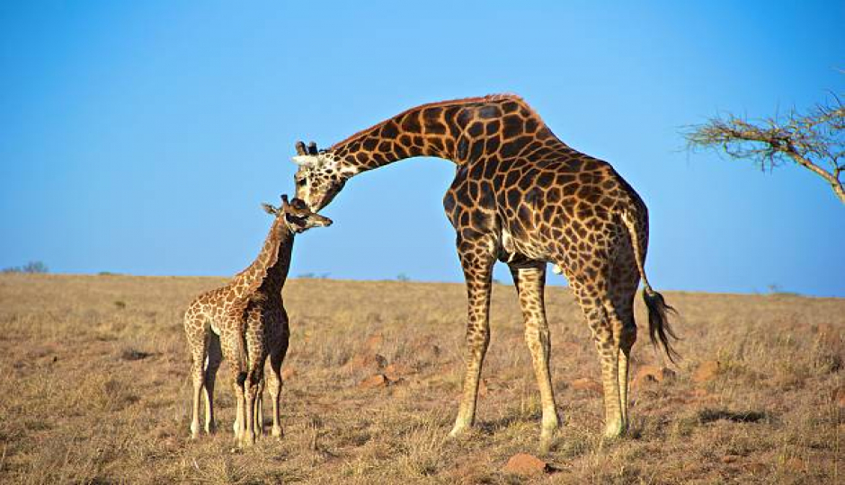 Slides Images for 2 Days Tarangire & Ngorongoro Adventure