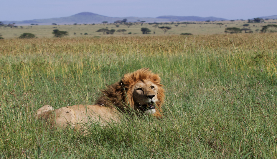 1 Day Trip To Ngorongoro National 